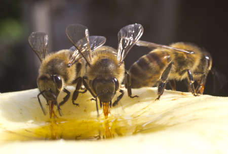 Bees take honey from the resulting drop.の写真素材