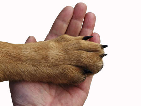 The paw of a dog lies in a hand of the person  The dog trustsの写真素材