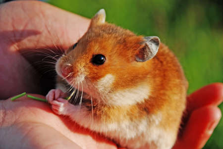 A hamster is favourite by the animal of little children の写真素材