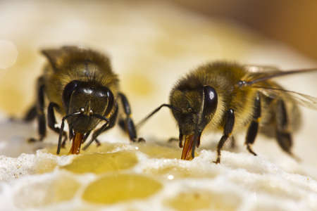 Bees convert nectar into honey and cover it in honeycombs  の写真素材