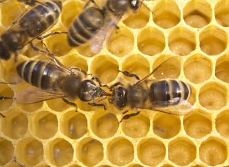 Bees share information, pass each other nectar  A good and original story の写真素材