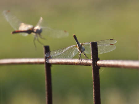 In the evening, dragonflies sit on the set upright sticks.の写真素材