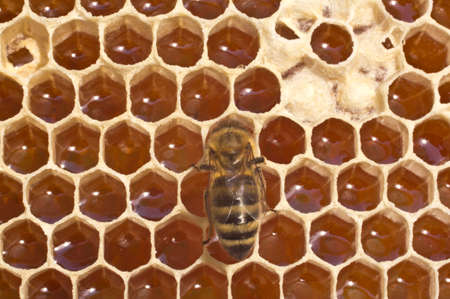 Bees convert nectar into honey  の写真素材