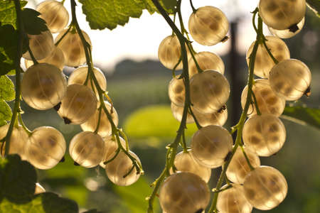 The picture was taken against the sun  This allowed the fruit to make semi-transparent image の写真素材