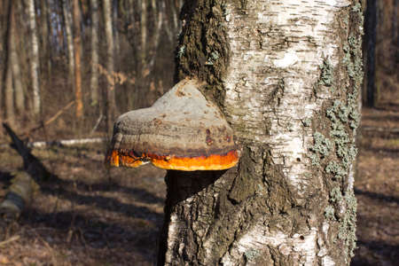 This beautiful bracket fungus destroys the tree  It is used in alternative medicine  の写真素材