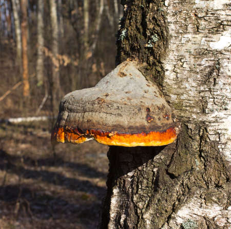 This beautiful bracket fungus destroys the tree  It is used in alternative medicine  の写真素材