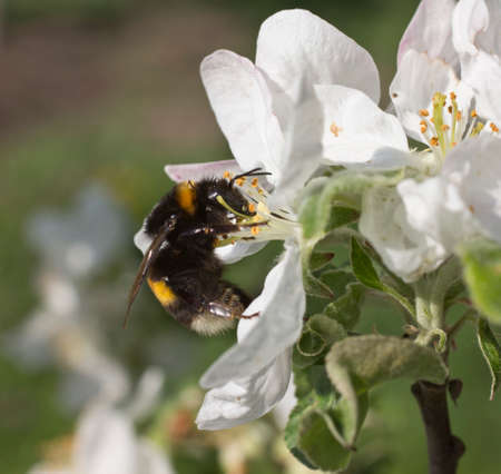 Bumblebee takes nectar from the flowers of apple trees and collect pollen  の写真素材