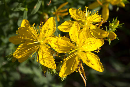 Tutsan â€“ a herb  It grows on the edges of forests, meadows and abandoned fields 