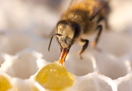 Bees convert nectar into honey and cover it in honeycombsの写真素材