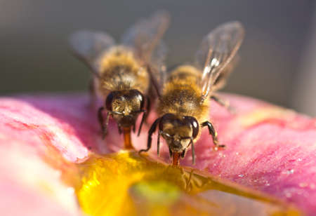 Bees take honey from going into the apple.の写真素材
