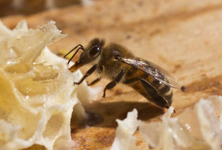 Bee takes nectar and honey with honeycomb cut