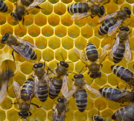 In cells placed nectar bees, honey and pollen.の写真素材