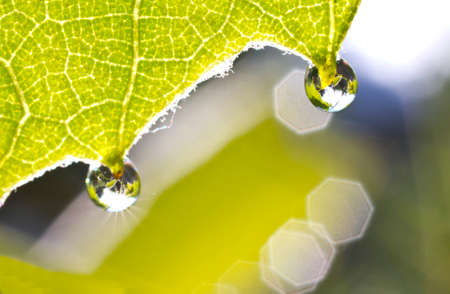 Normal macro made against sunlight.の写真素材