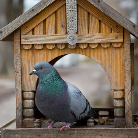 Dove sits in a small wooden house for squirrels and birds.の写真素材