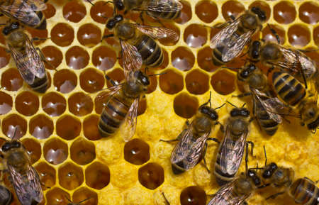 Bees convert nectar into honey and cover it in honeycombs and take care of the larvaeの写真素材