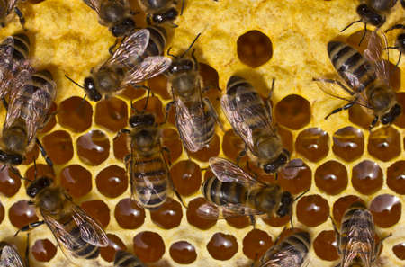 Bees convert nectar into honey and close it in the honeycomb, and care for the larvaeの写真素材