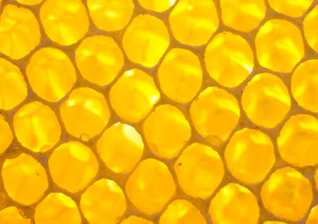Honeycombs removed in the opposite light.の写真素材