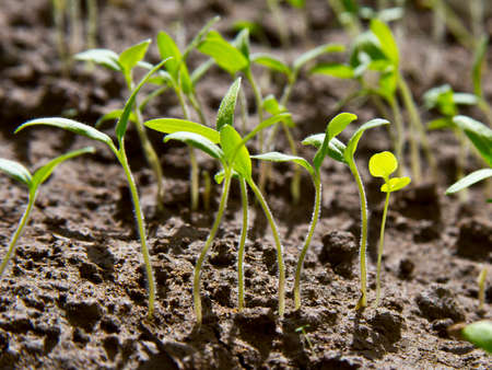Sow the seeds of tomatoes gave sprouts.の写真素材