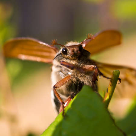 Cockchafer - a serious pest of gardens.の写真素材