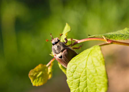 Cockchafer - a serious pest of gardens.の写真素材