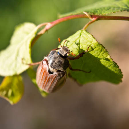 Cockchafer - a serious pest of gardens.の写真素材