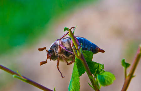 Cockchafer - a serious pest of gardens.の写真素材