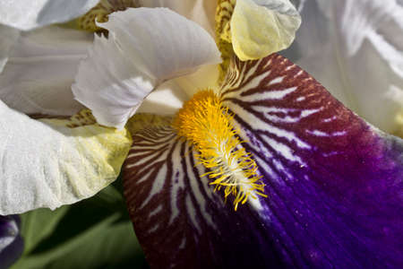 Irises have different colors and are used in landscape design.