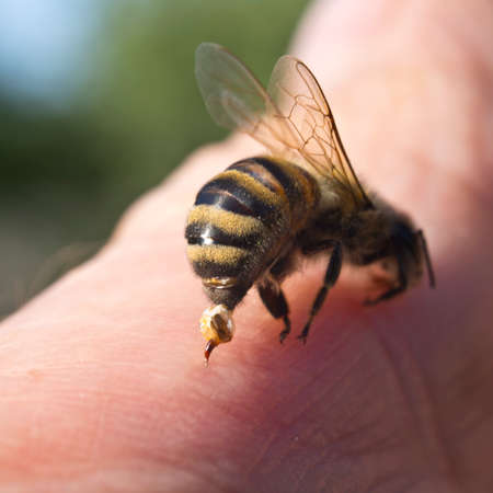 To protect bee uses the poison that admits into body of aggressor with a thin sting.の写真素材
