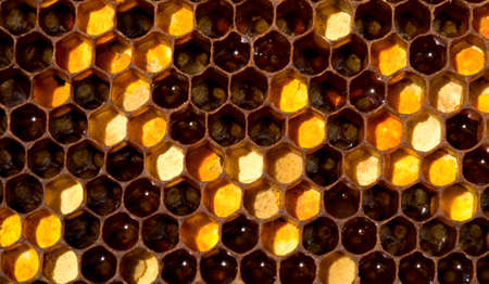 For its power bees collect pollen. They piled it into cells. Pollen is used in alternative medicine.