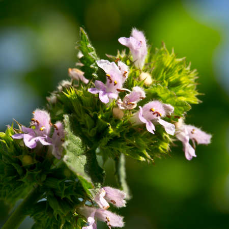 Deadnettle grows on roadsides like weeds. It is used in alternative medicine.の写真素材