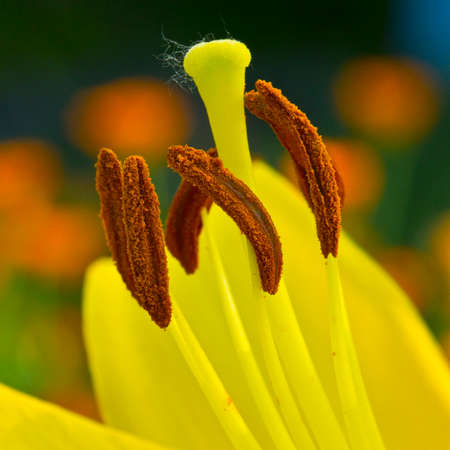 Reproductive organs of a flower - a pistil and stamens.の写真素材