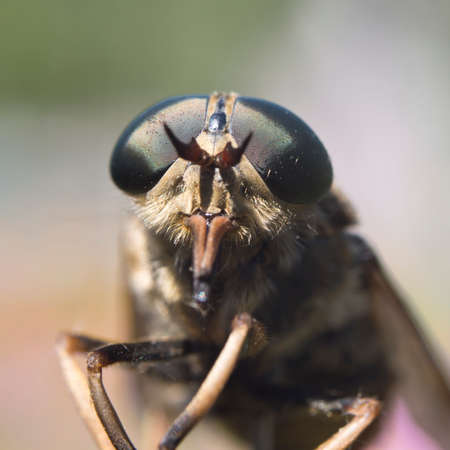 Gadfly - winged insects whose larvae feed on mammals.の写真素材