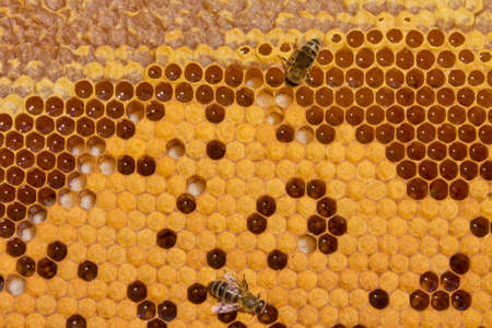 Bees take care of larvae - their future generation.の写真素材