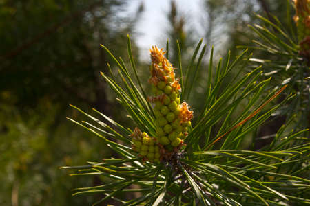 After flowering in the coniferous tree, new cone i and branches.
