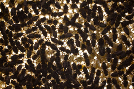 Videos (photo) made against sunlight. It creates an interesting background from chaotically moving bees in the same plane.の写真素材