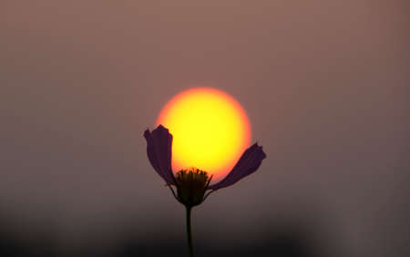 Image taken at sunset. Selected special position of the camera.の写真素材