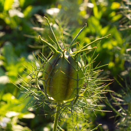 These flowers are always beautiful and they are used in landscape design.の写真素材