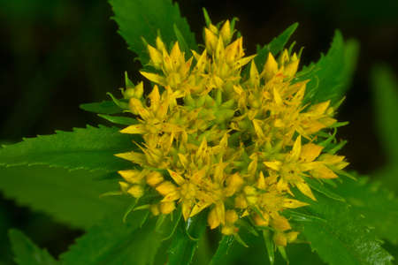 Rhodiola rosea is used as a tea to relieve fatigue, exhaustion, to improve performance and...