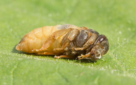 Future queen bee sang develops in a cocoon.の写真素材