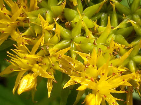 Family Crassulaceae. Rhodiola rosea is used as a tea to relieve fatigue, exhaustion, to improve performance and endurance.の写真素材
