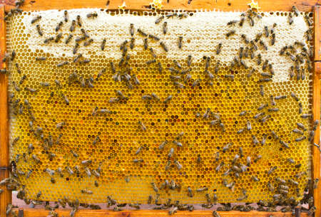 Frame with honeycombs is removed from the hive for inspection.