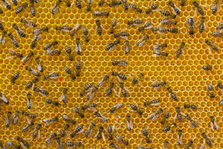 Bees have different functions. Now they transform nectar into honey.の写真素材