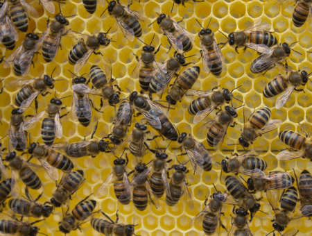 Queen bee lays eggs in the honeycomb.Bees make bee queen to lay eggs.