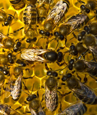 Queen bee lays eggs in the honeycomb.の写真素材