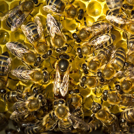 Queen Bee and bees
Queen bee is always surrounded by the workers bees  their servant.の写真素材