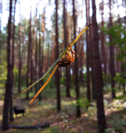 Spider disguised itself on pine needles, which hung in his web.の写真素材