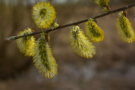  So willow bush is flowering. Its flowers give a lot of pollen.