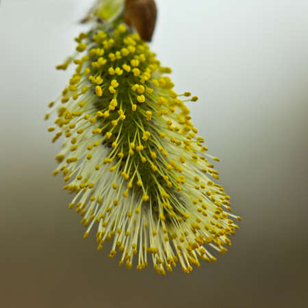 Buds of the willow blossom in early spring. So willow bush is flowering. Its flowers give a lot of...