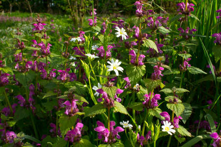 These flowers form a beautiful background in the glades and forest edges.の写真素材