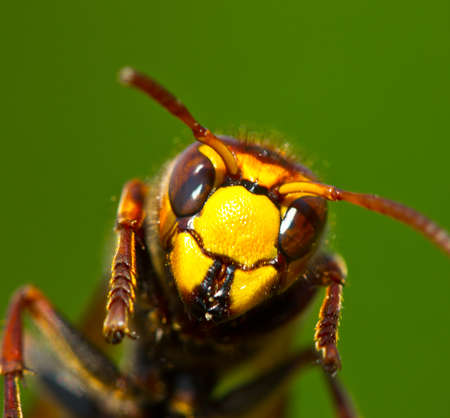Hornet â a large wasp. This is a predator that destroys the bees.の写真素材